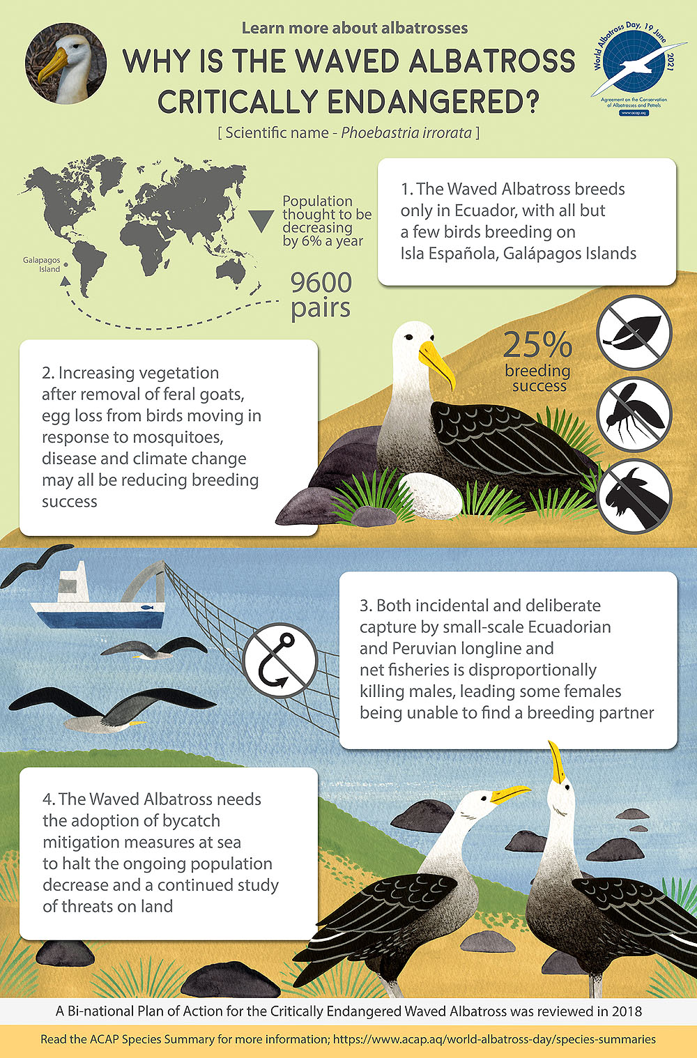 Waved Albatross infographic colour