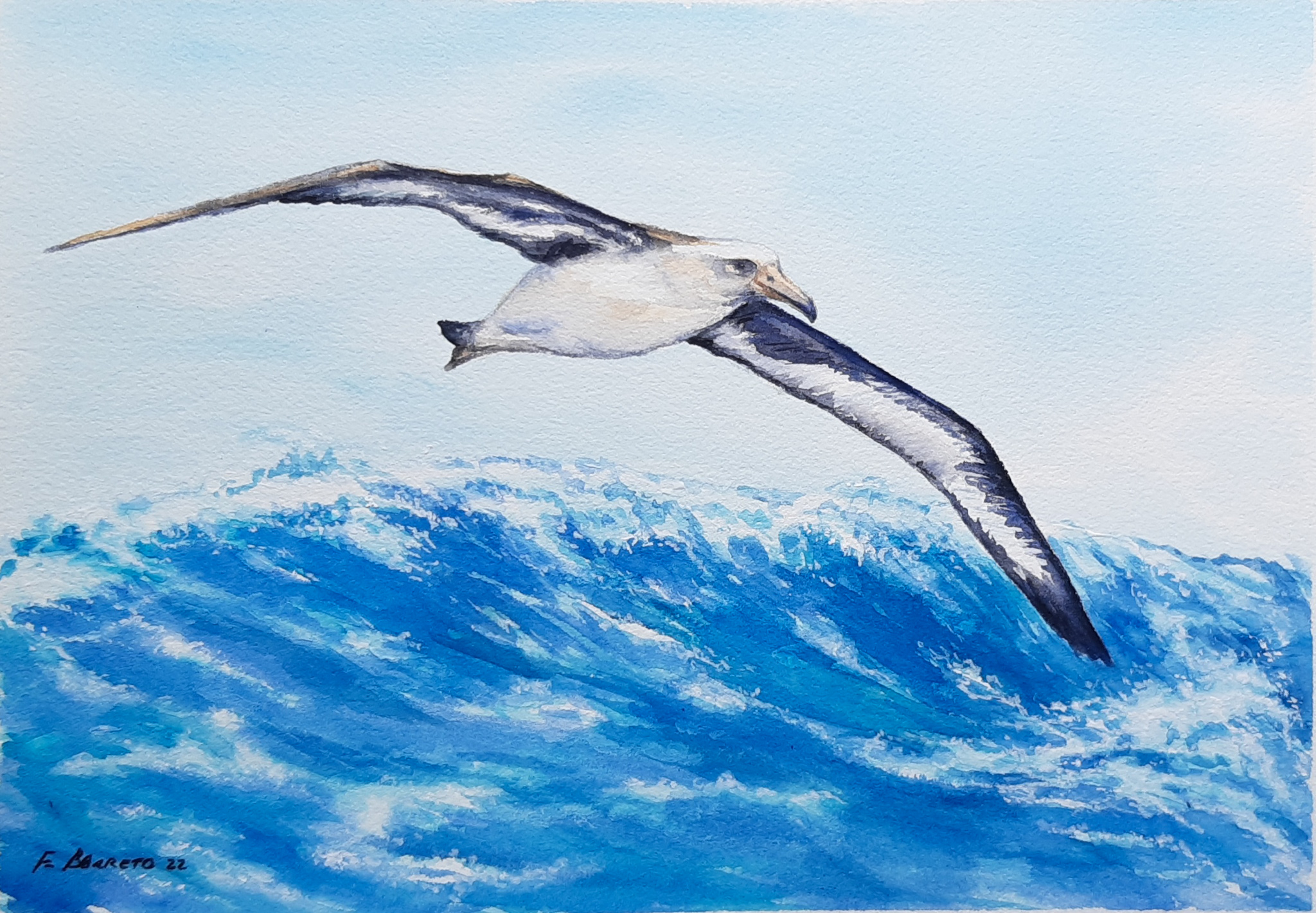 Flavia Barreto Laysan Albatross flying water colour Kirk Zufelt
