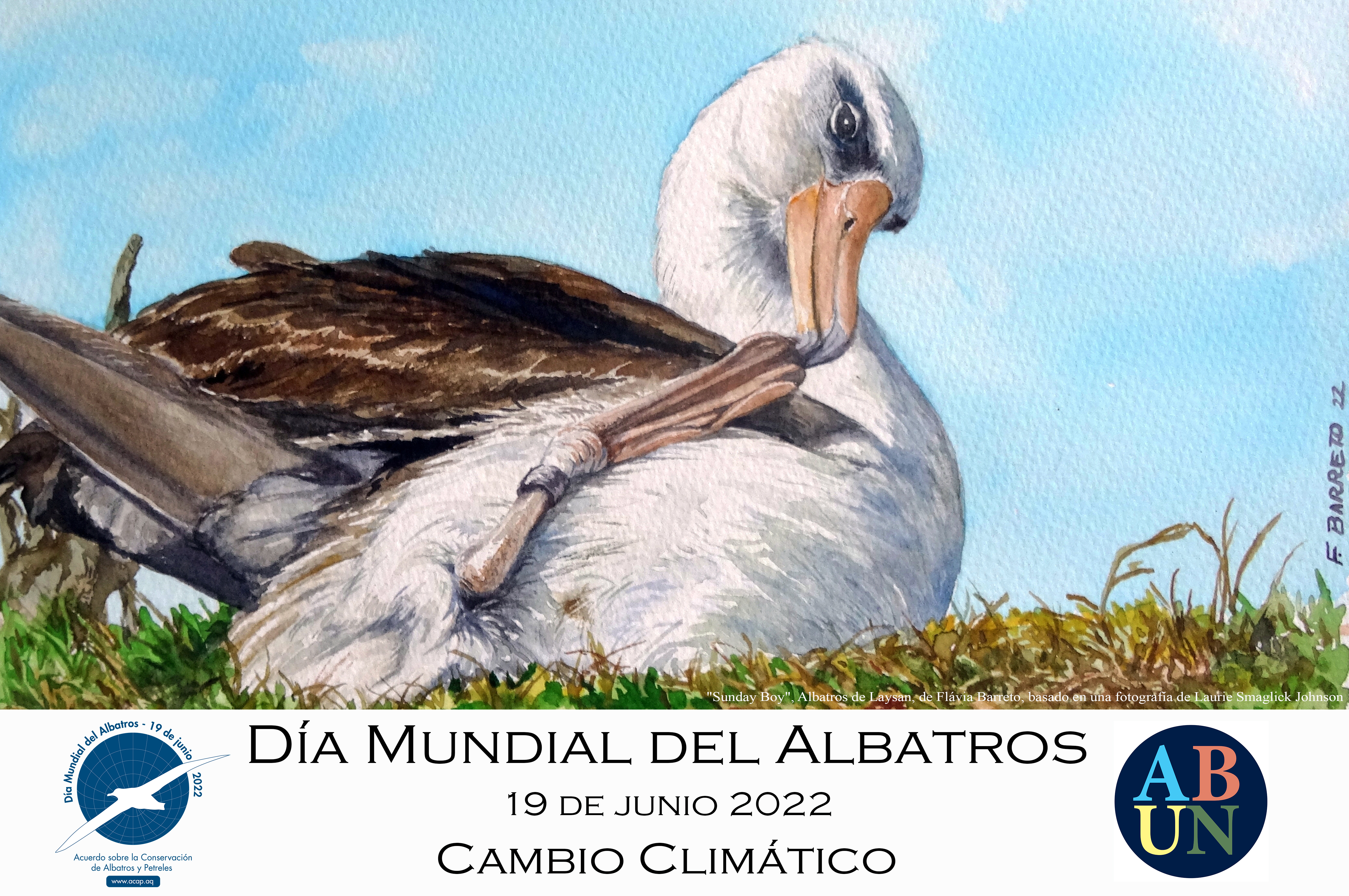 Sp Sunday Boy Laysan Albatross by Flávia Barreto after a photograph by Laurie Smaglick Johnson Spanish