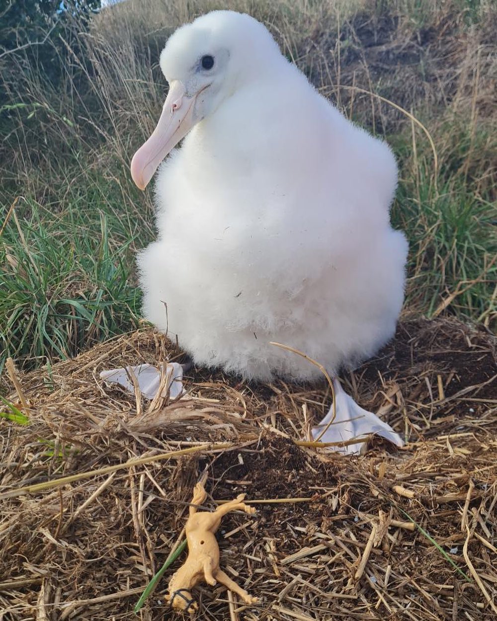 Northern Royal Albatross chick plastic pony Theo Thompson