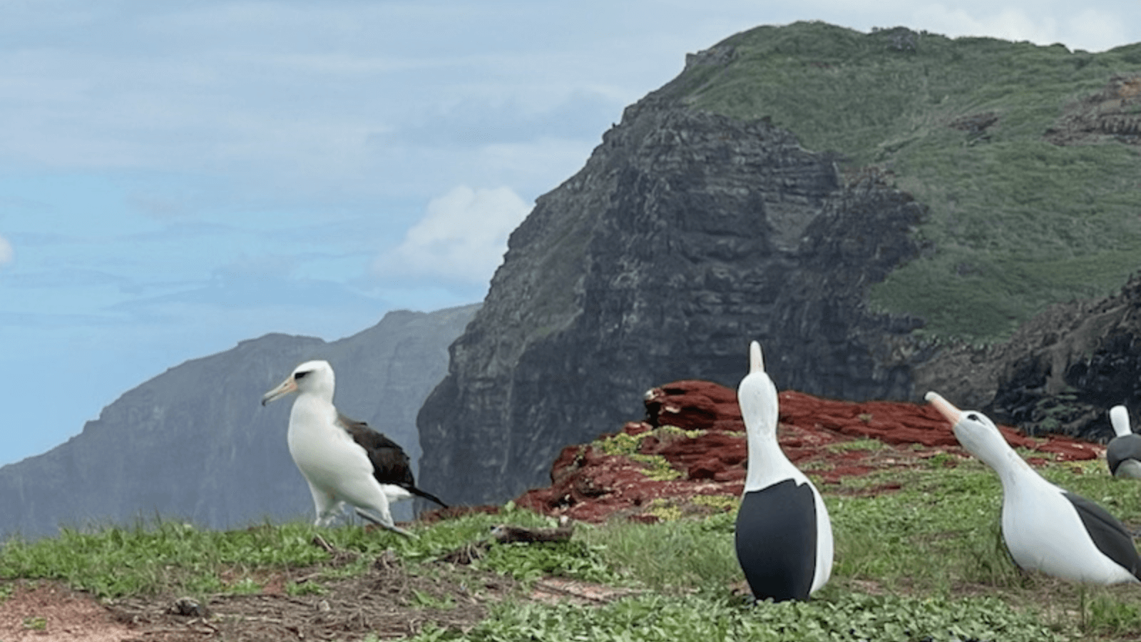 Mokio laysan albatross decoys