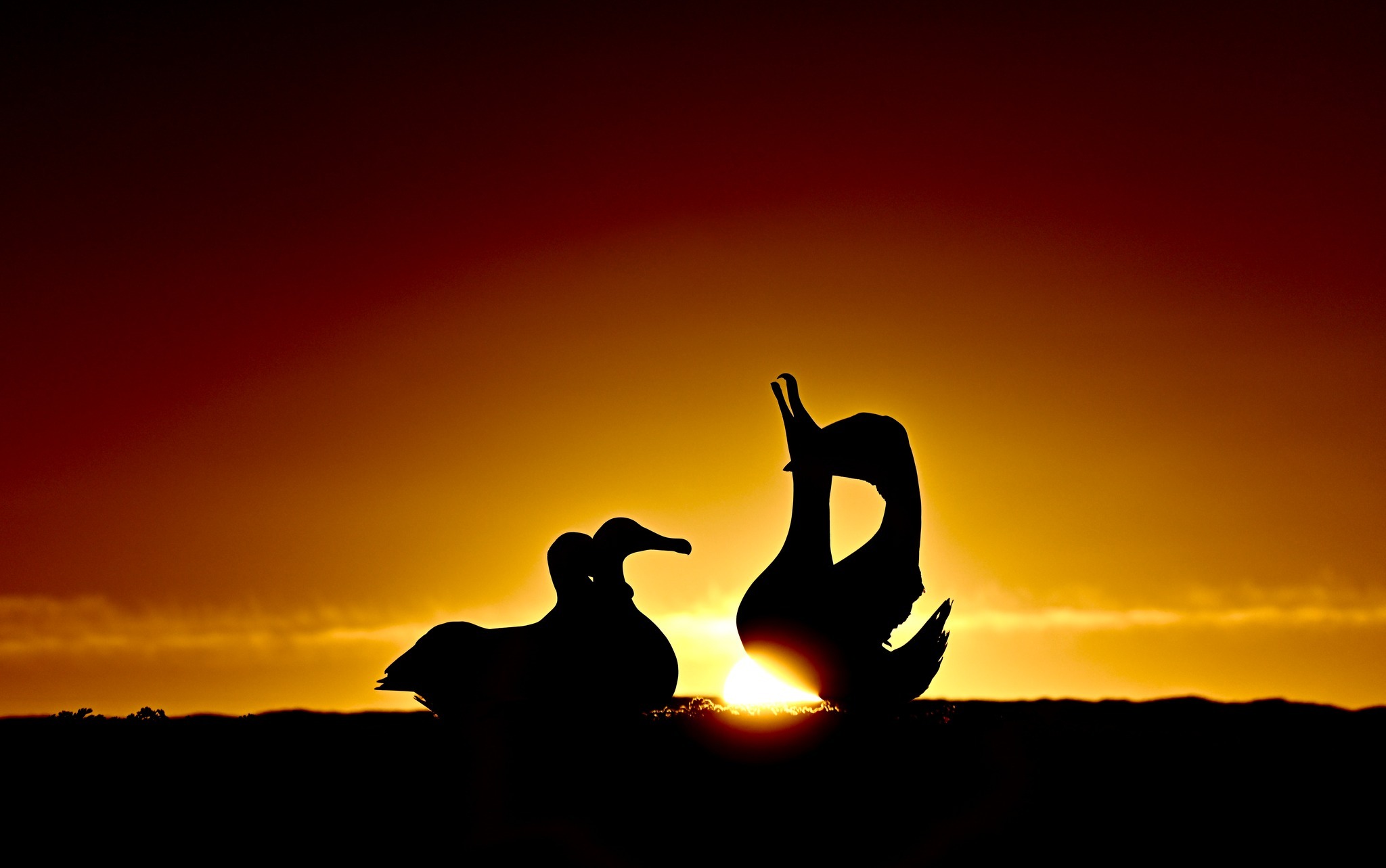 Wandering Albatrosses at sunset TAAF