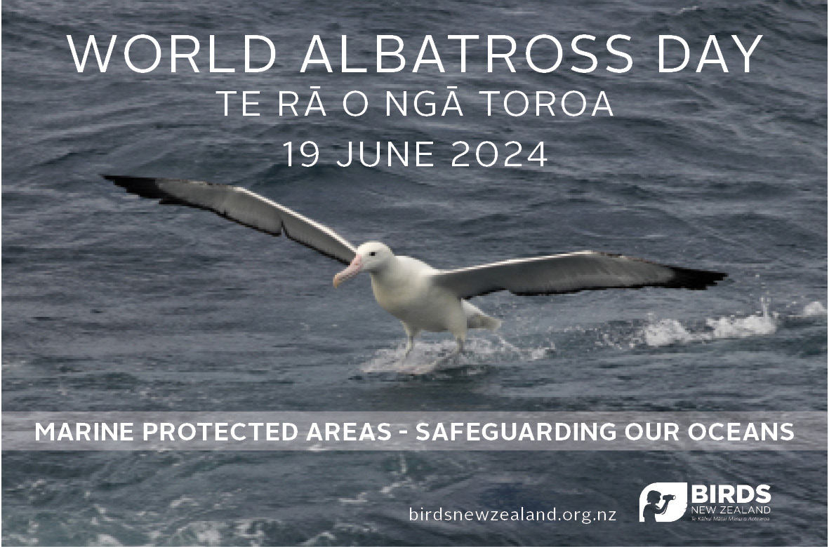 World Albatross Day Te Rā O Ngā Toroa NZ Birds