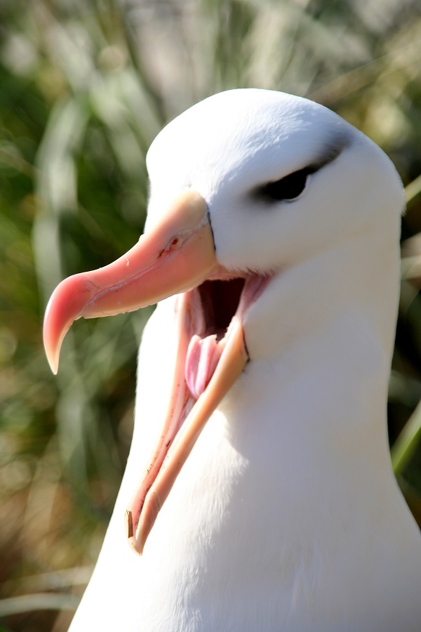 Black browed Albatross Beauchene Island November 2005 Oli Yates shrunk