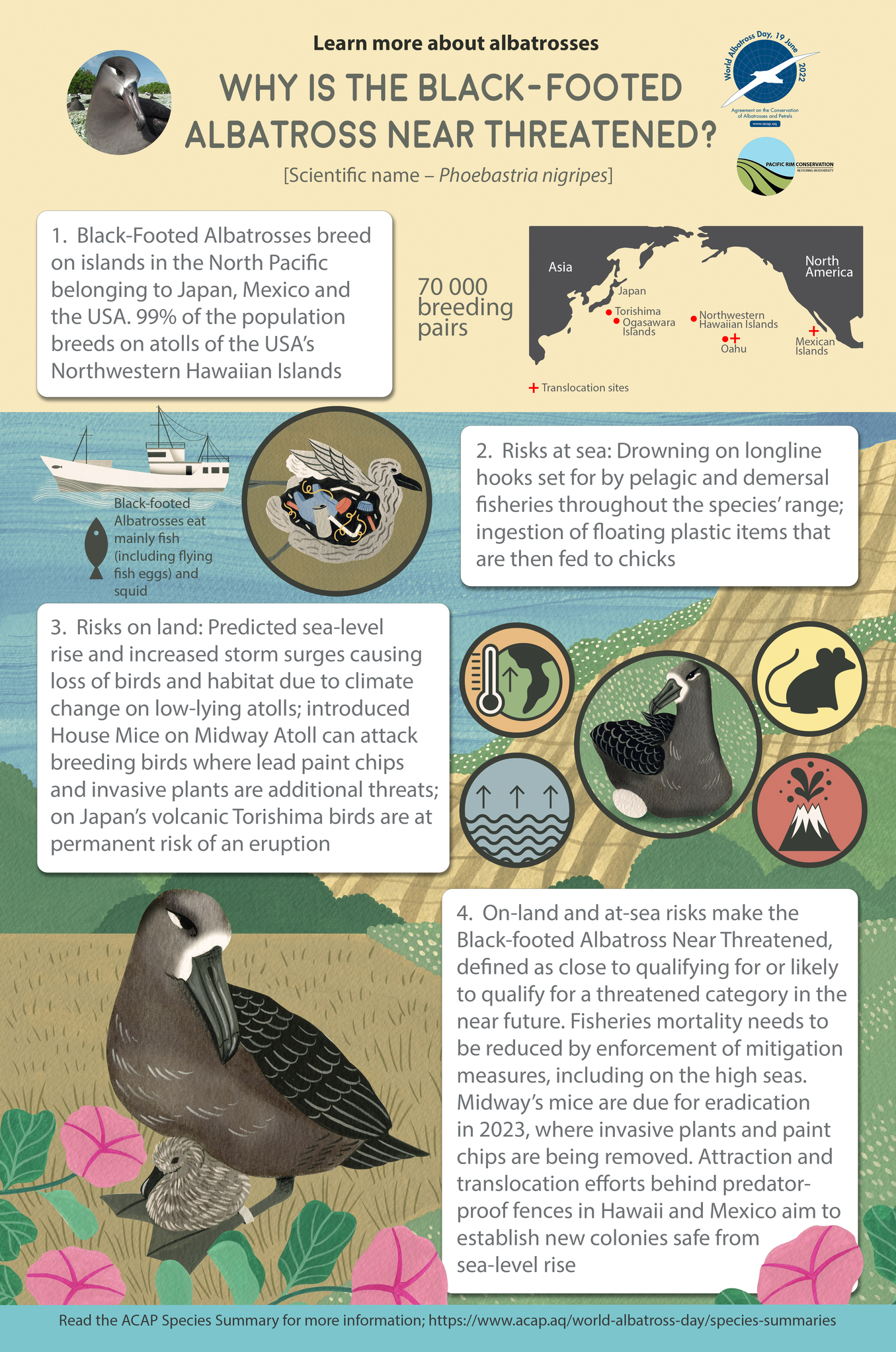Black-footed Albatross infographic poster - 2MB with 5mm bleed