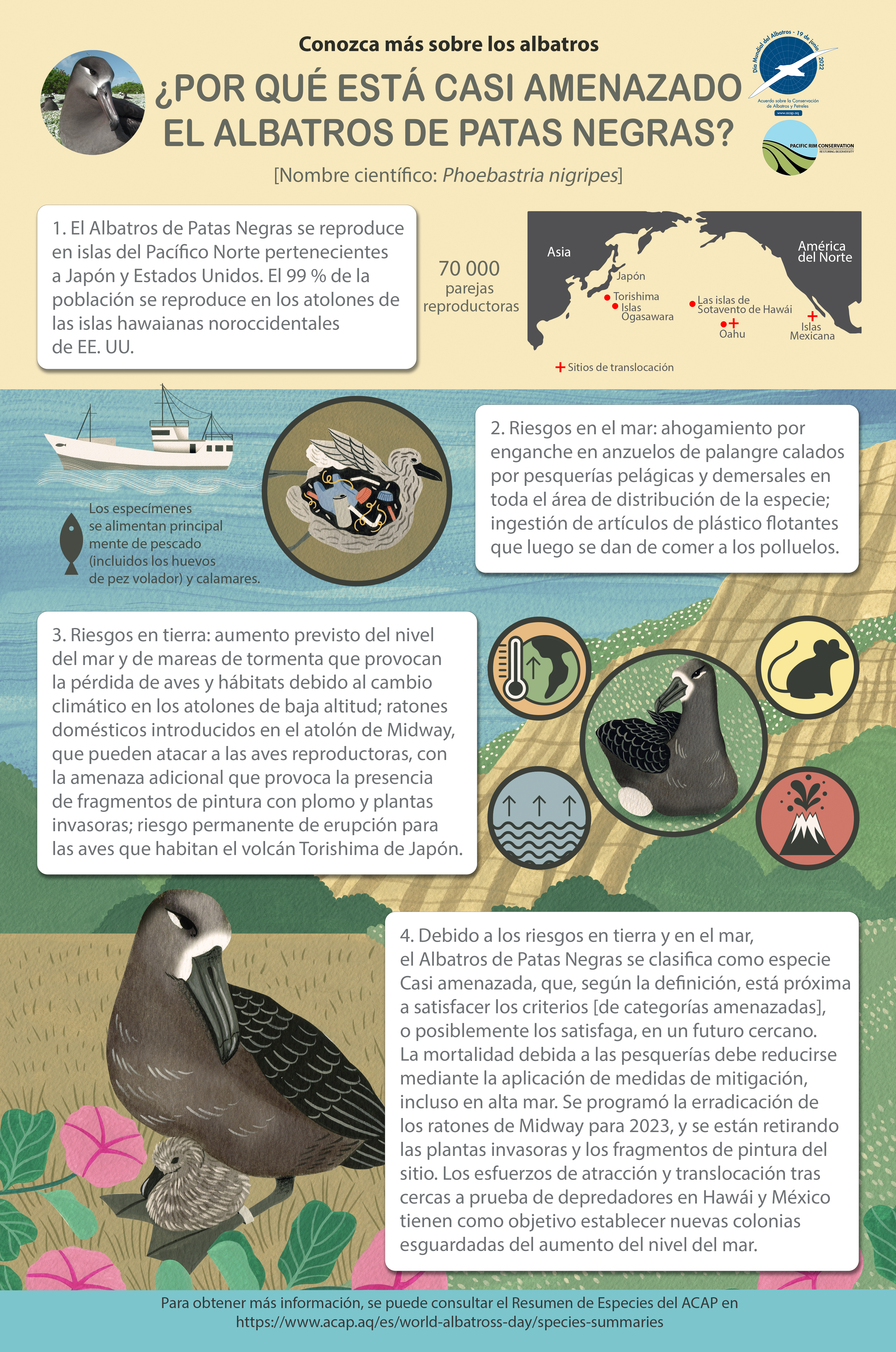 Blackfooted Albatross infographic poster_es - 9MB with 5mm bleed