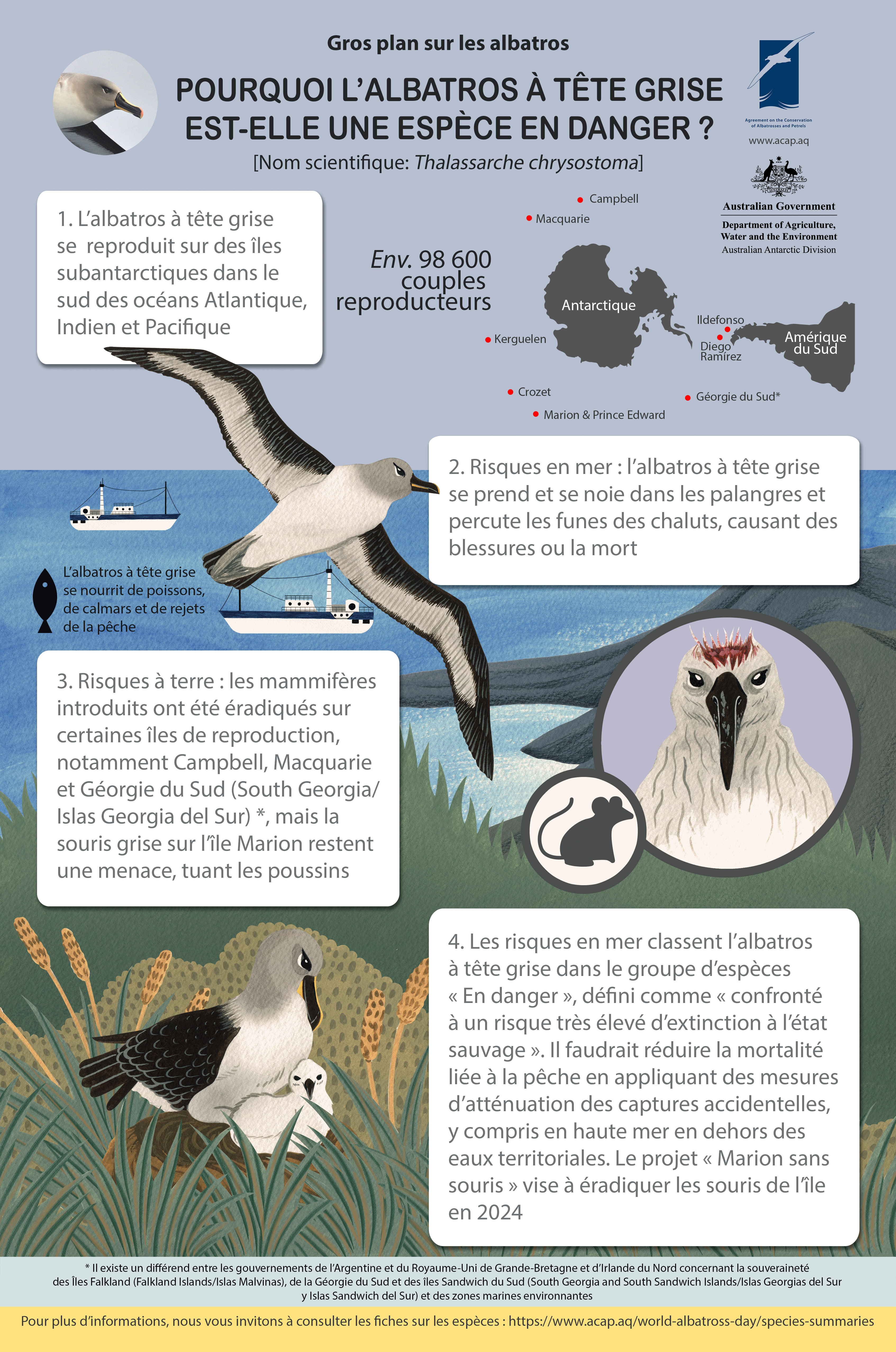 Grey-headed Albatross/Albatros à tête grise infographic poster_fr - 9MB medium with 5mmbleed