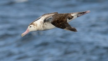 Amsterdam Albatross off Amsterdam Island 9  Kirk Zufelt s