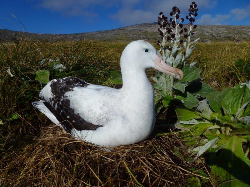 Antipodean Albatross Adams Island Colin ODonnell