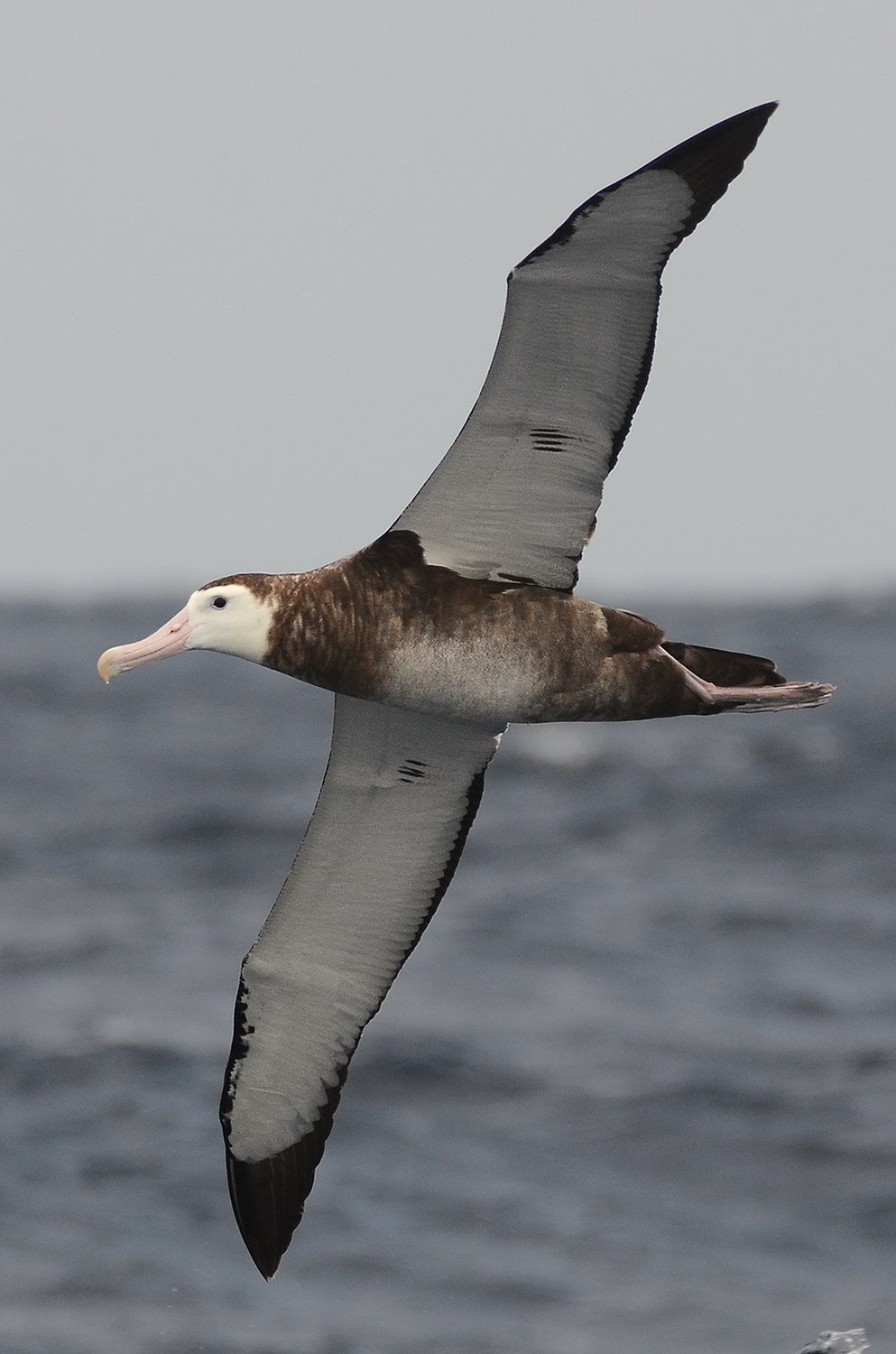 Antipodean Albatross Allan Jones 4