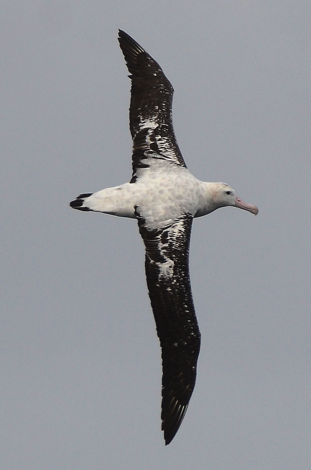 Antipodean Albatross Allan Jones 5