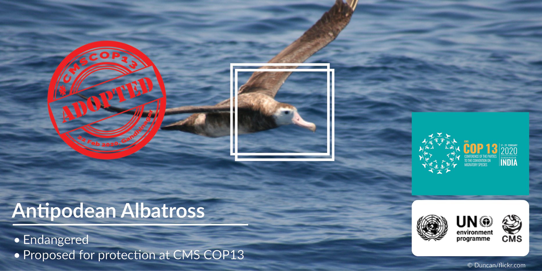Antipodean Albatross CMS Appendix I