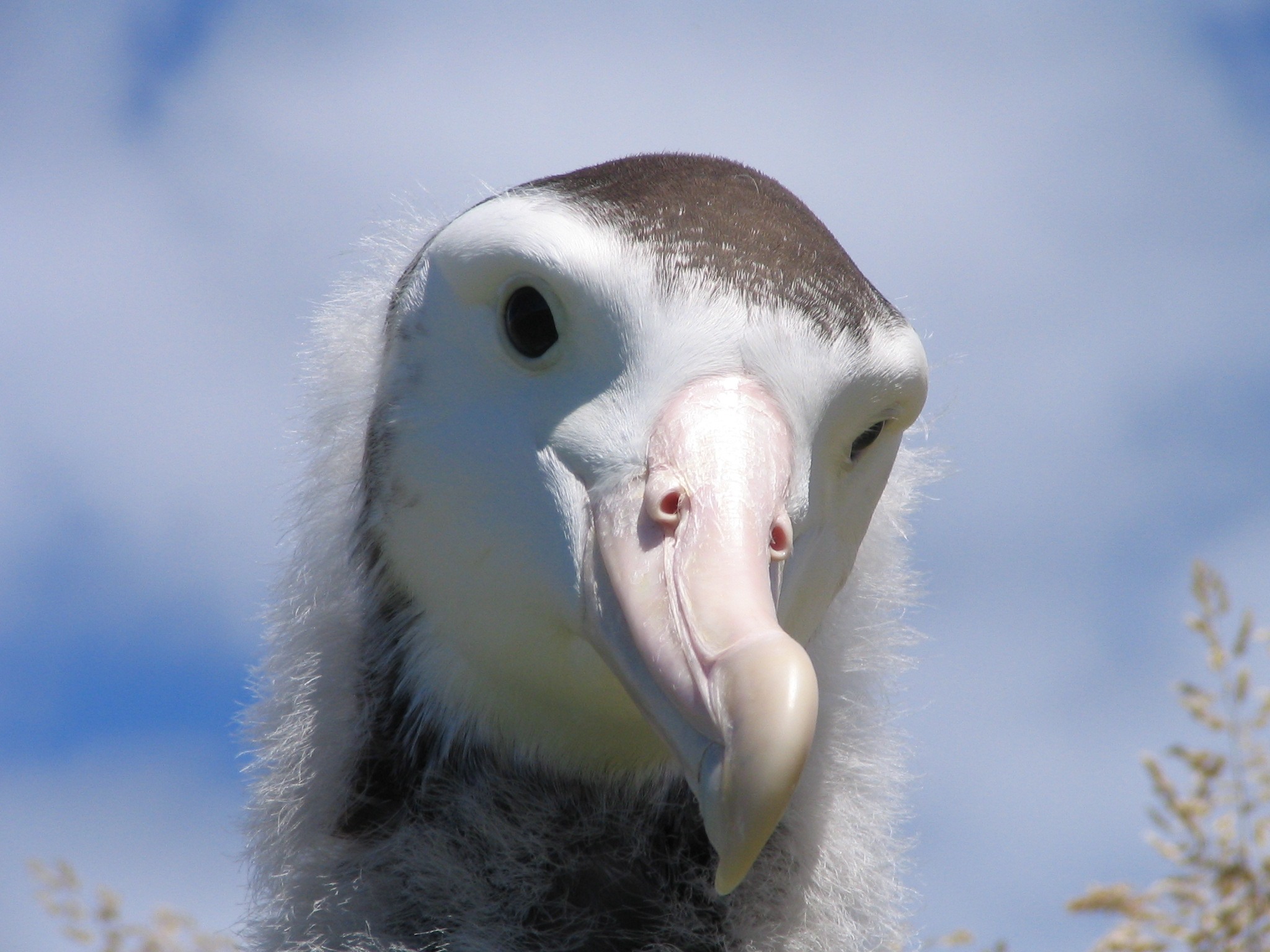 Antipodean Albatross chick Waipaua Jan 2005 Nathan McNally
