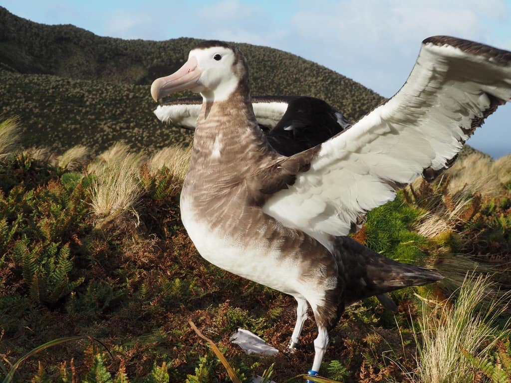 Antipodean Albatross colour banded Kath Walker