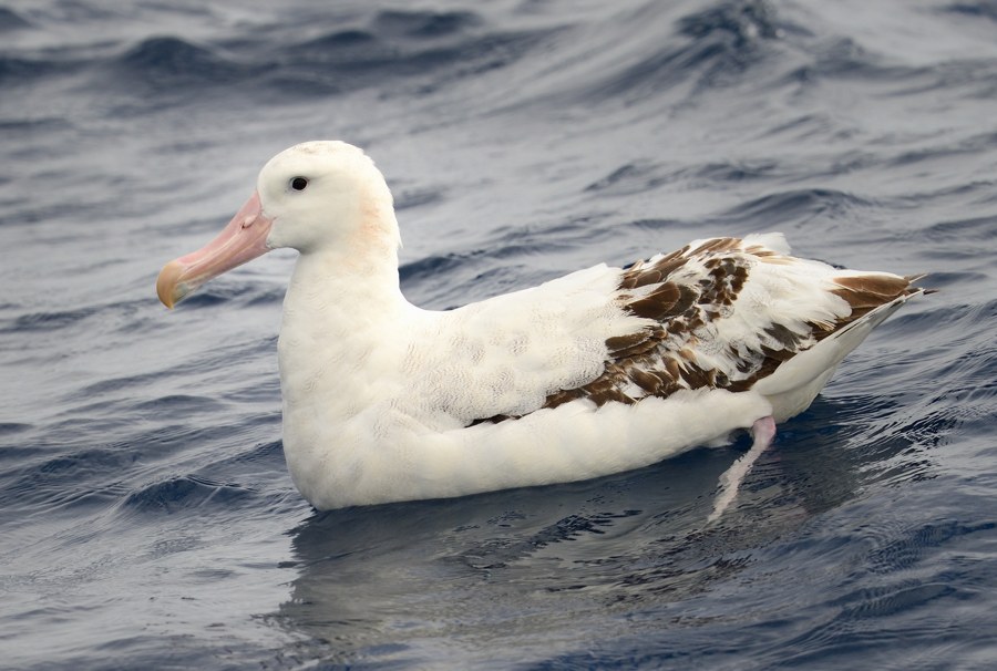 Antipodean Albatross off North Cape NZ 3 Kirk Zufelt