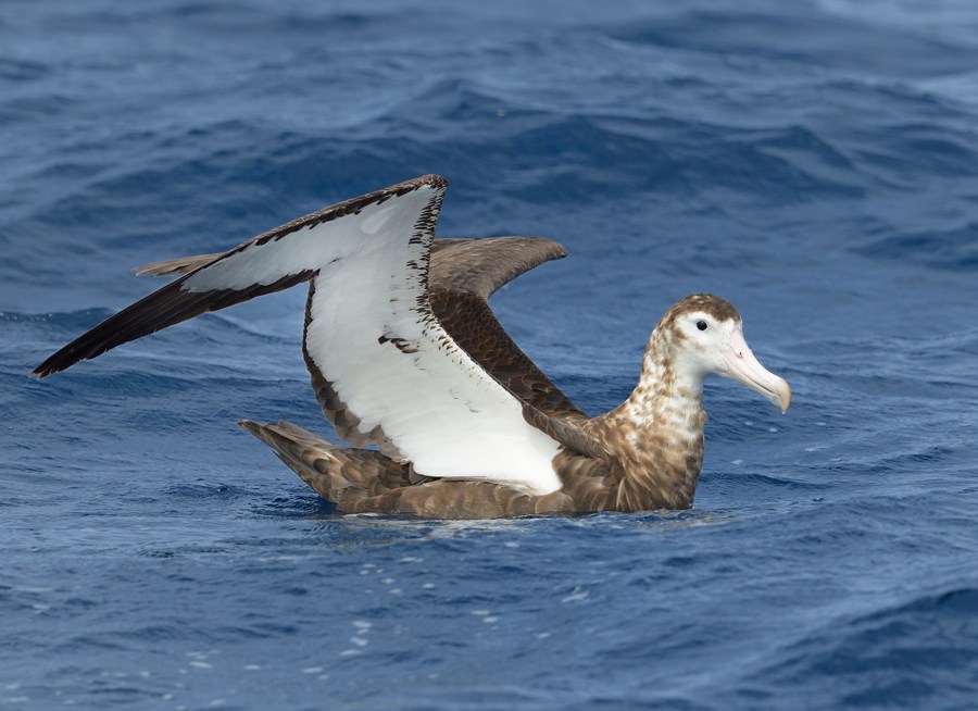 Antipodean Albatross off North Cape NZ Kirk Zufelt