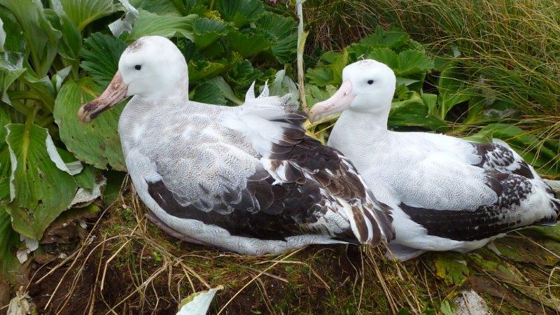 Antipodean Albatross pair 2 Adams Island Colin ODonnell