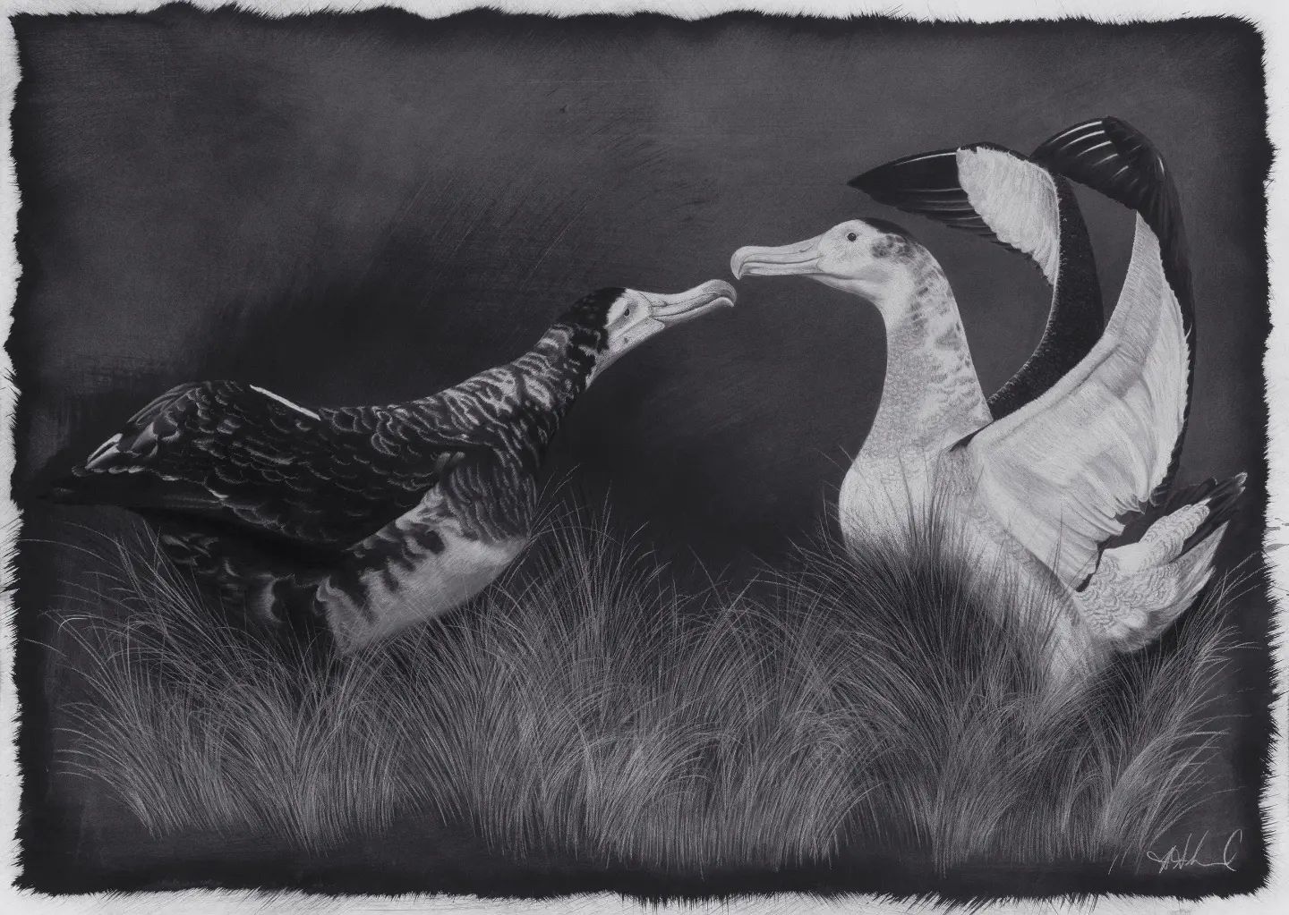 Hannah Shand Antipodean Albatrosses