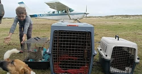 Seven Pitt Island Cats for desexing