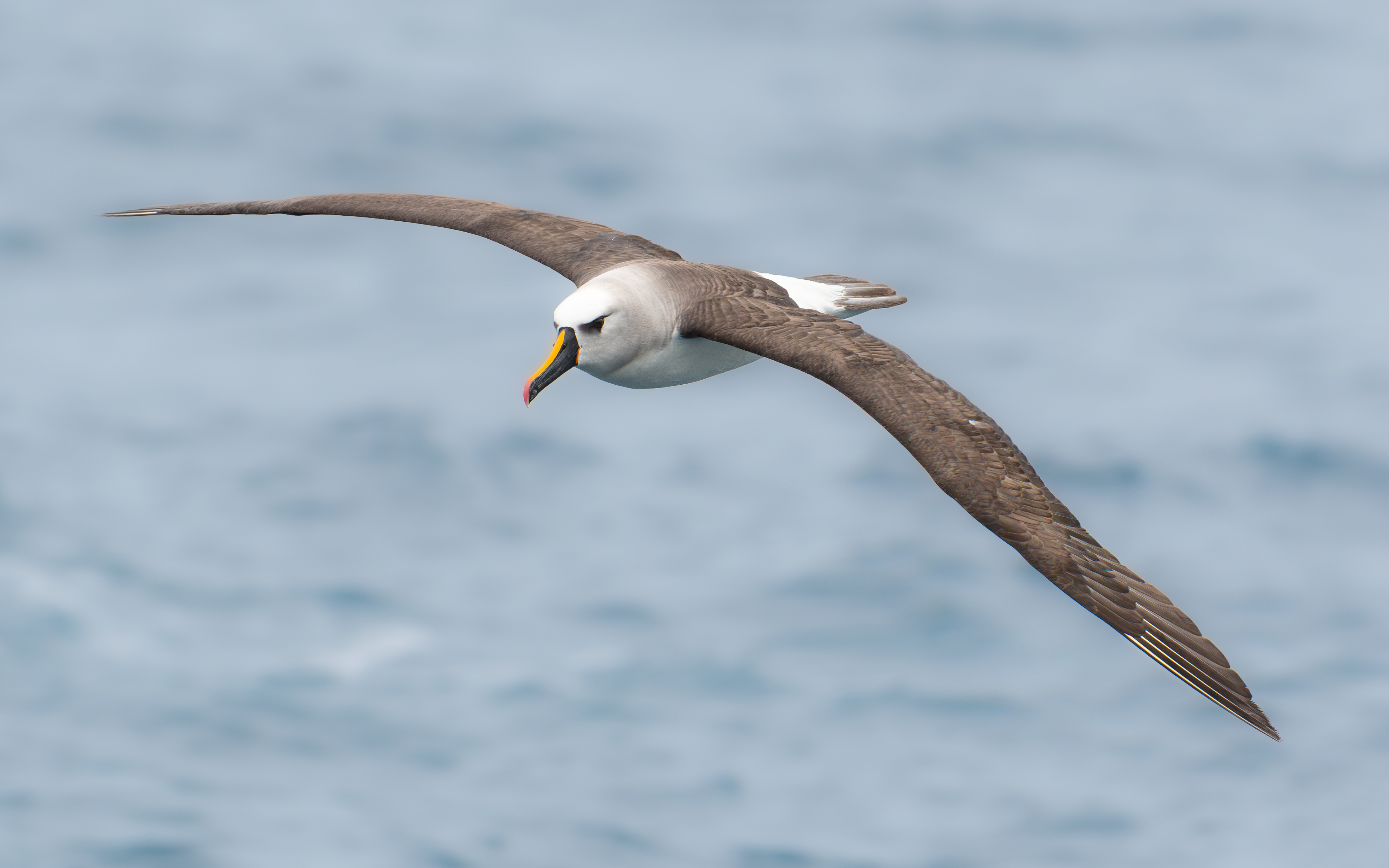 Atlantic Yellow Nosed Tristan Da Cunha Ross Wheeler