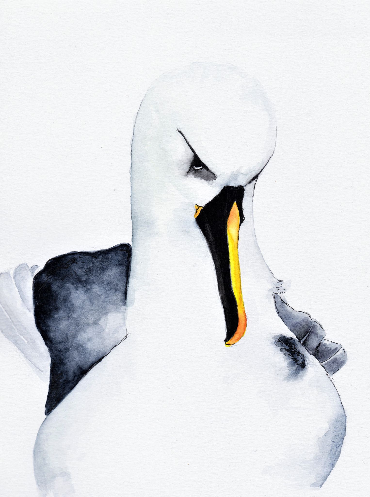 Atlantic Yellow nosed Albatross Alexis Osborne Lea Finke HQ