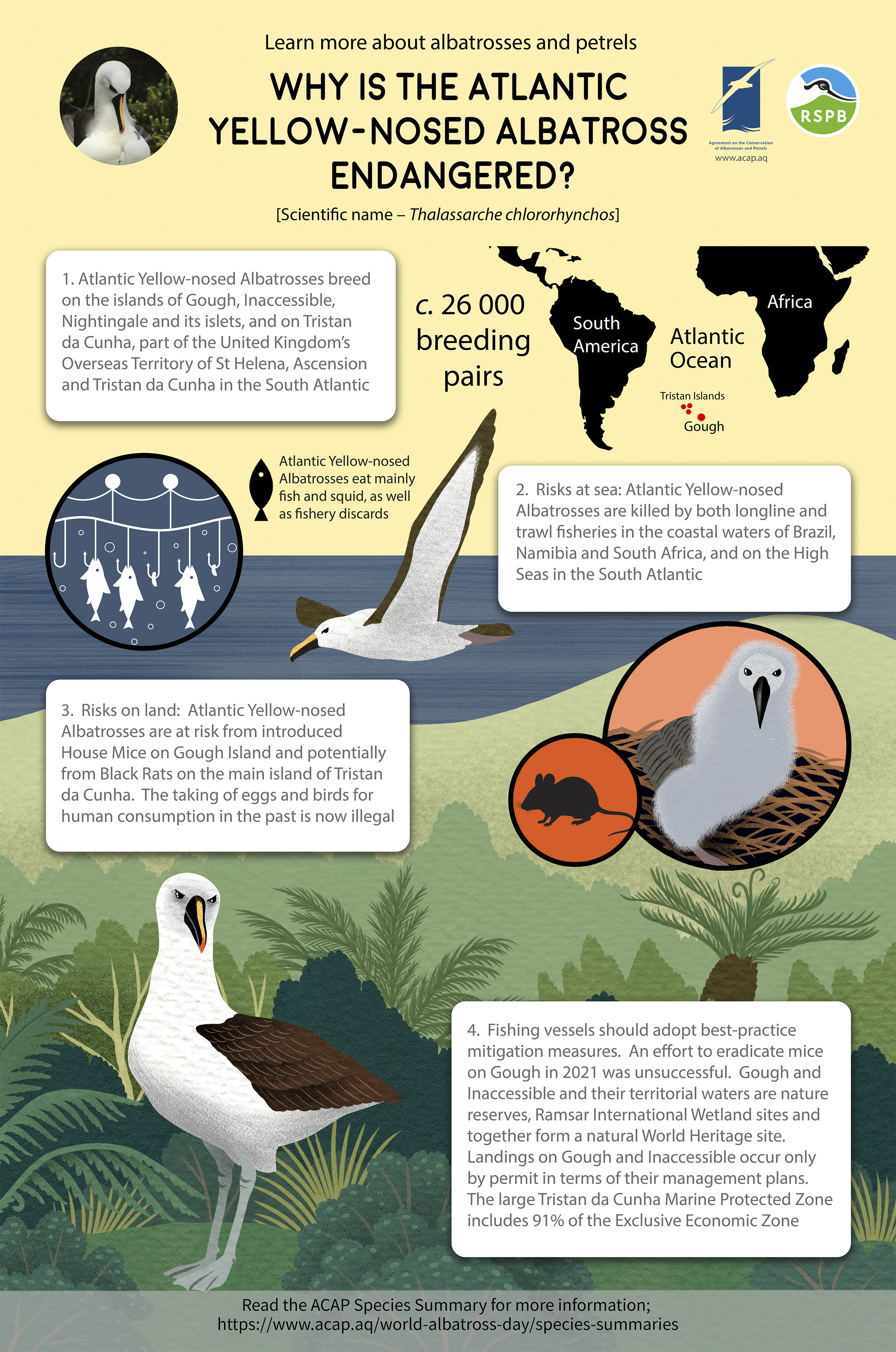 Atlantic yellow nosed Albatross preview
