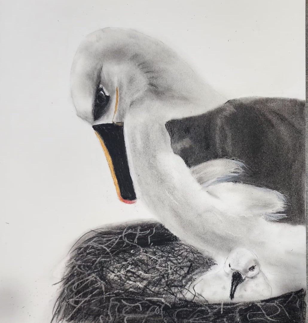 Deepti Jain Atlantic Yellow nosed Albatross charcoal