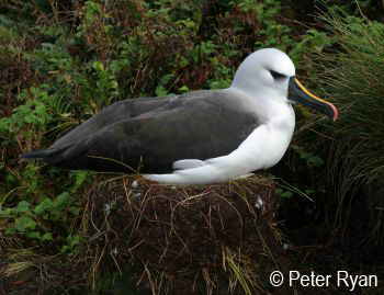 Atlantic Yellow nosed Albatross2 by Peter Ryan