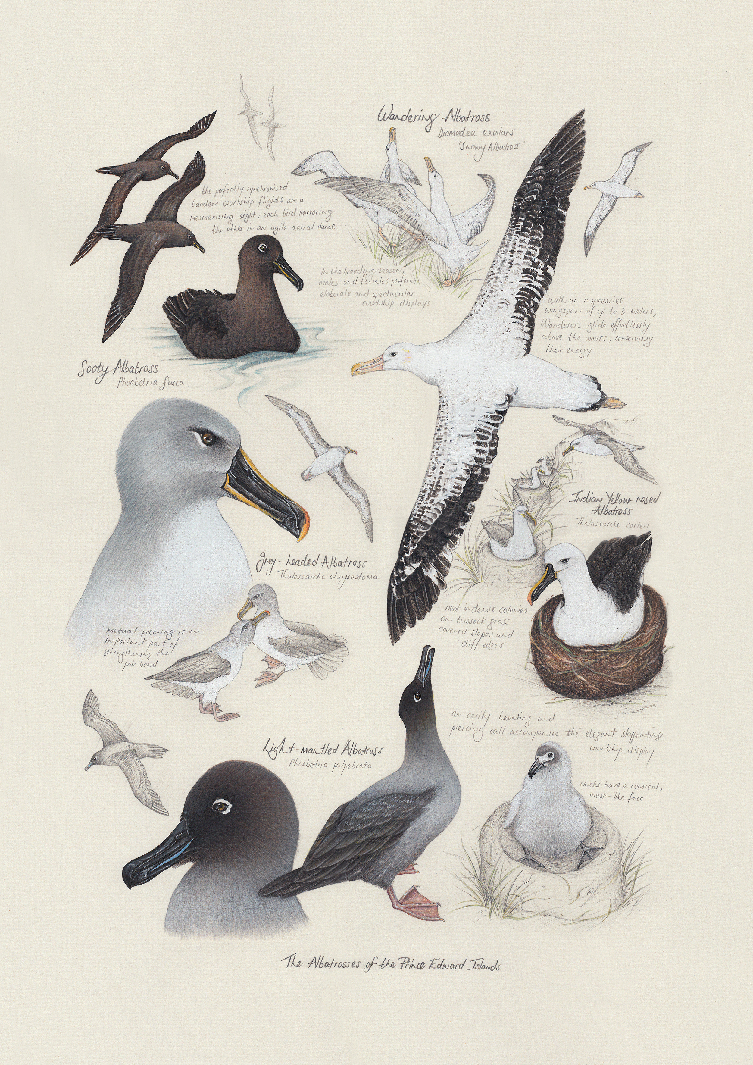 Albatrosses of Prince Edward Islands Leigh Wolfaardt