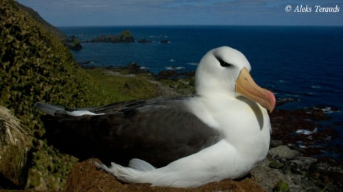 Black Browed Albatross by Aleks Terauds