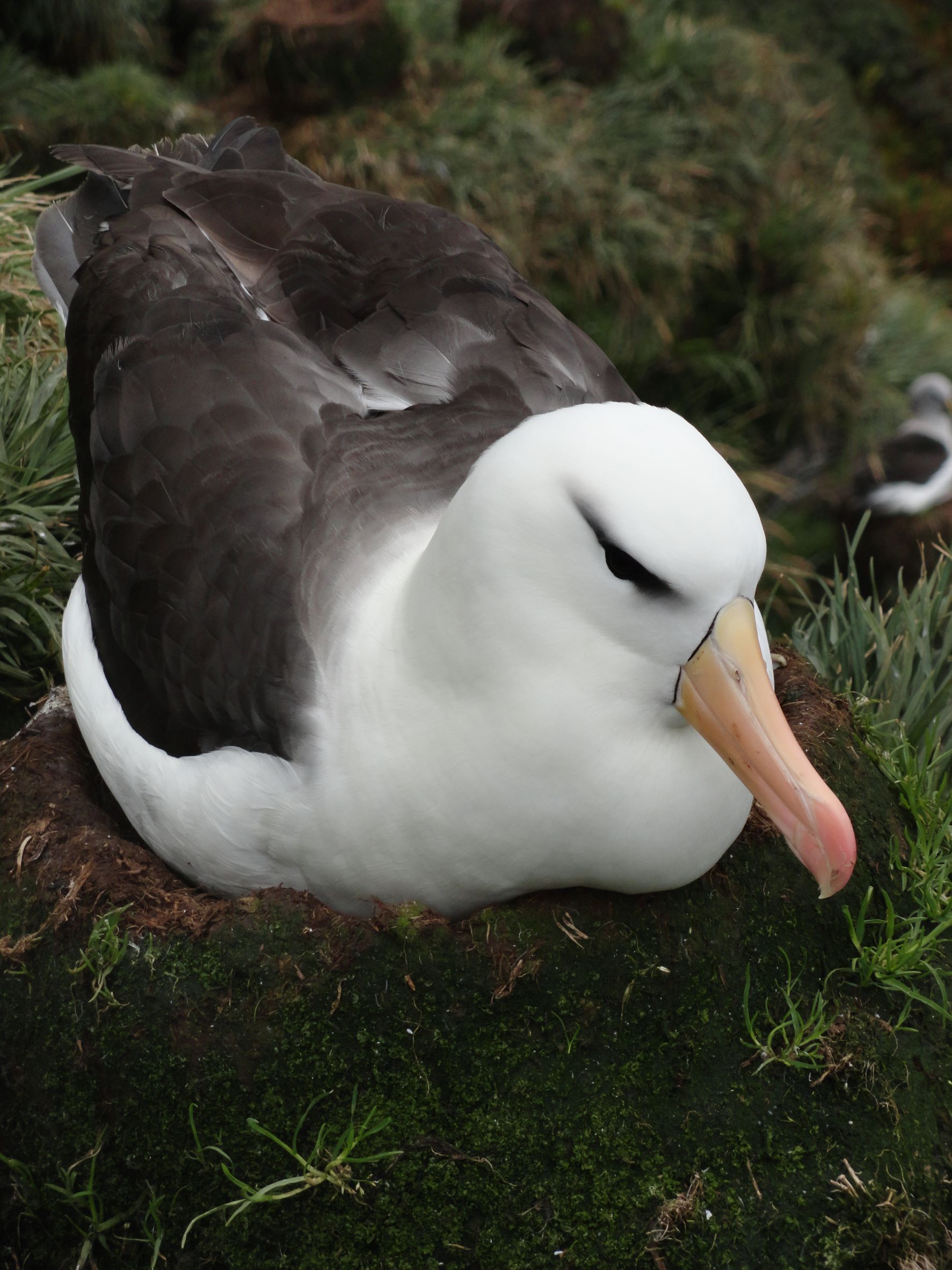 Black Browed Albatross Marion Island GHA Ridge Kim Stevens