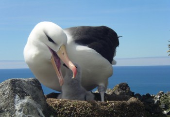 Black-browed Albatross  Heard Island RK s