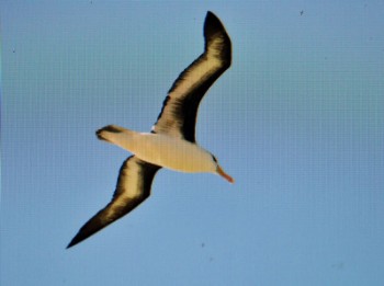 Black-browed Albatross Denmark John Larsen