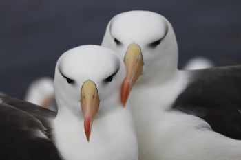 Black browed Albatross pair New Island Ian Strange s