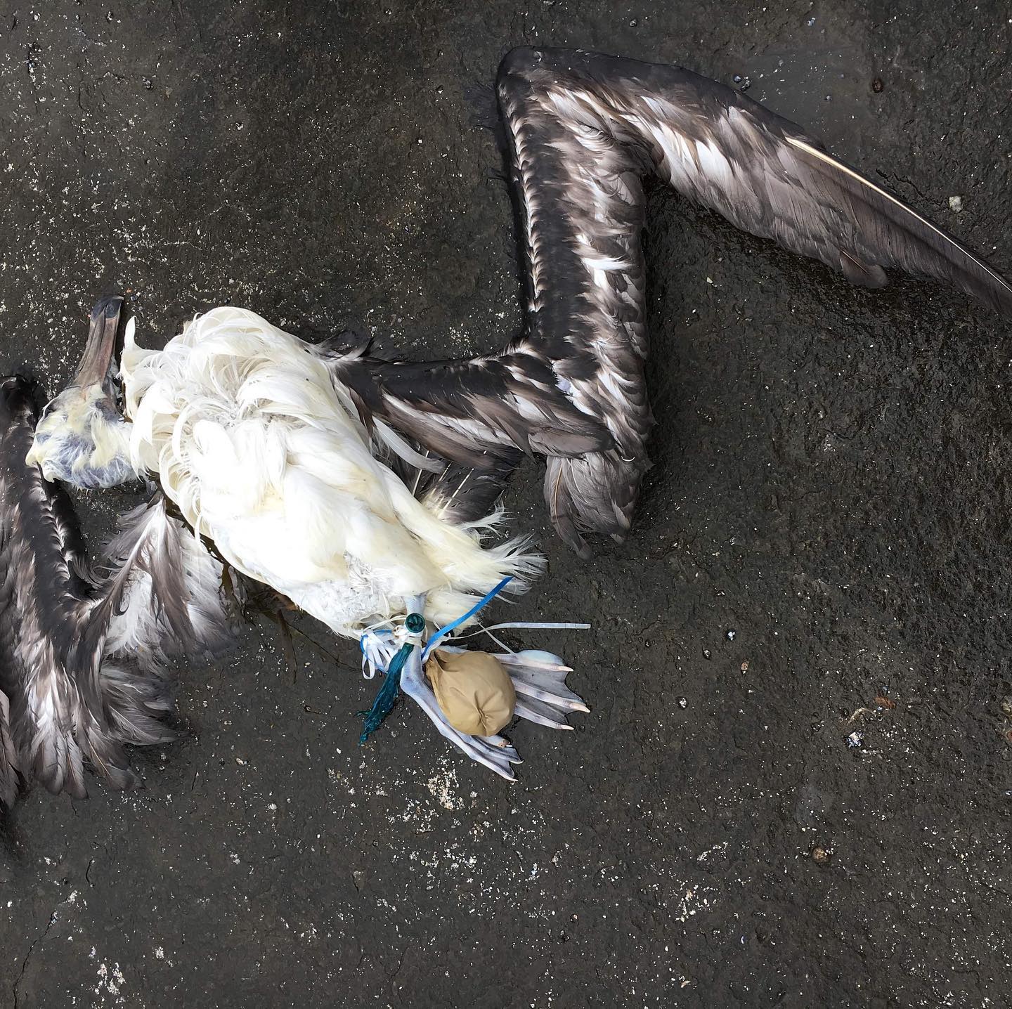 Black browed Campbell Albatross juv with balloon Dolphin Point NSW from Karen Joynes