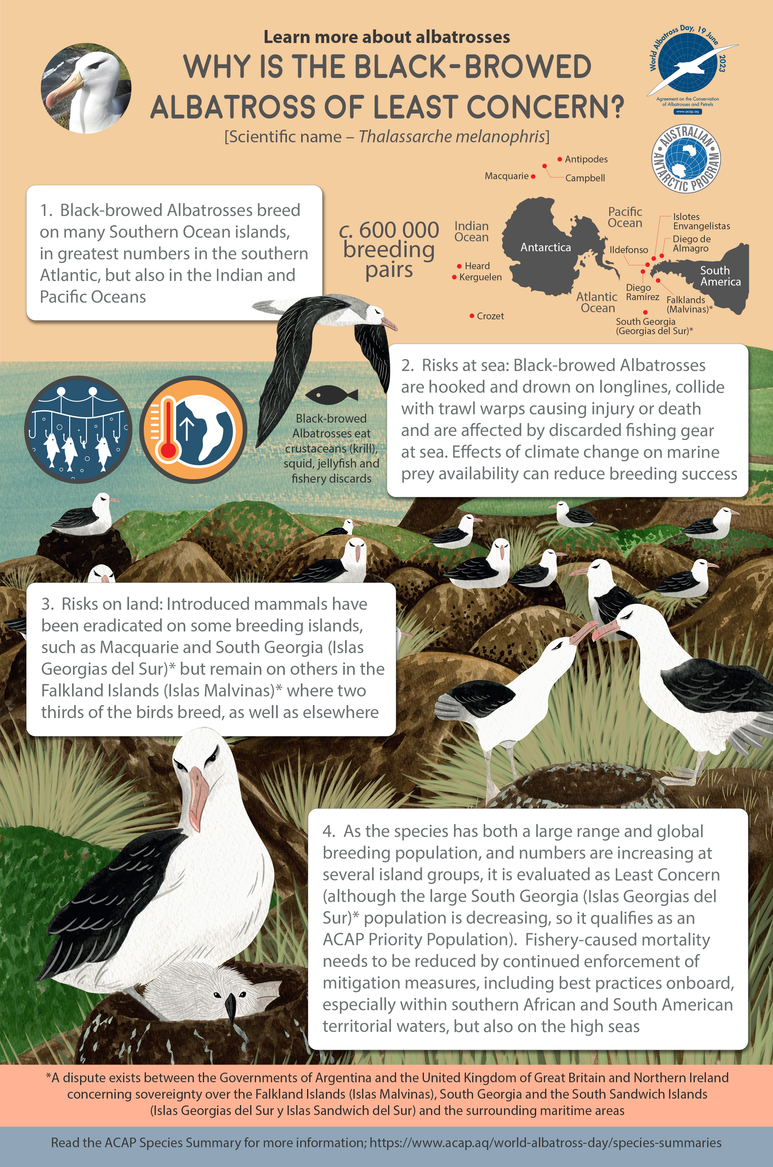 Black browed Albatross Infographic web version English
