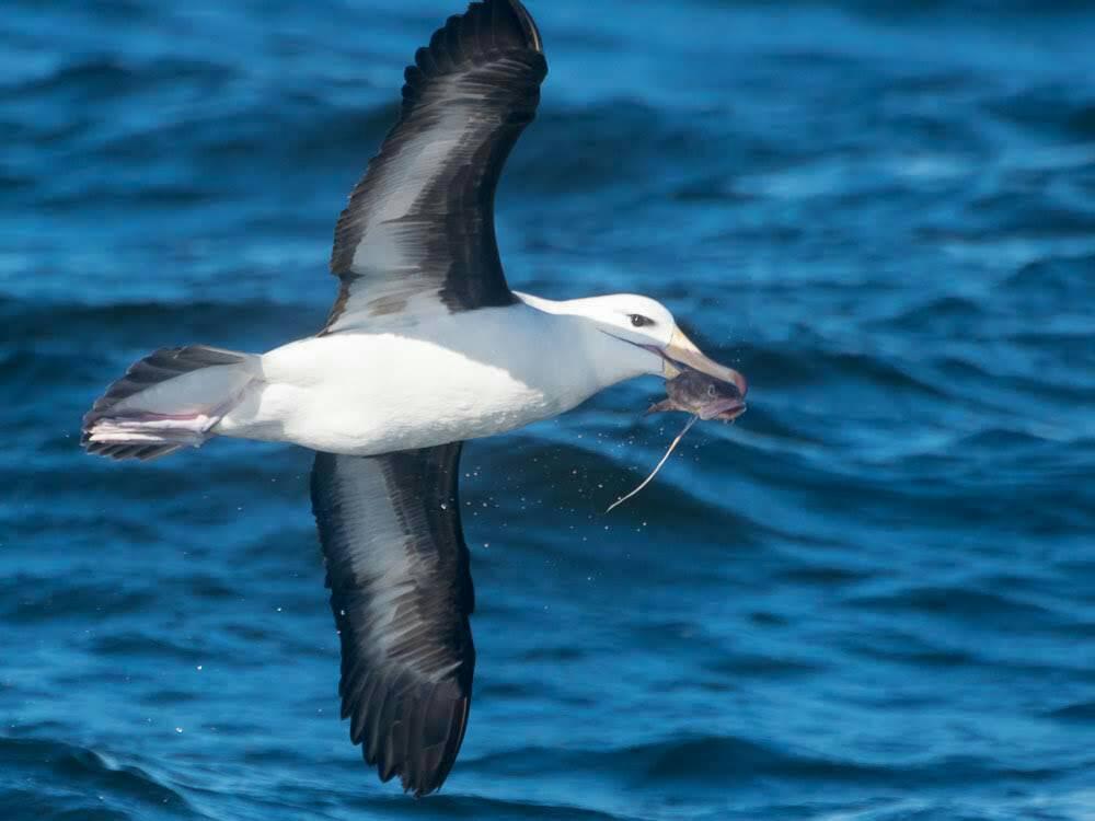 Black browed Albatross Marcos de Campo