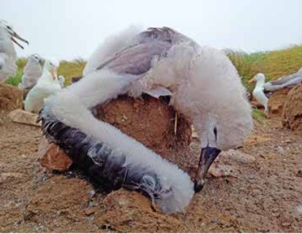 Black browed Albatross dead Steeple Jason Penguin News