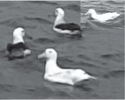 Luecistic Blak browed Albatross