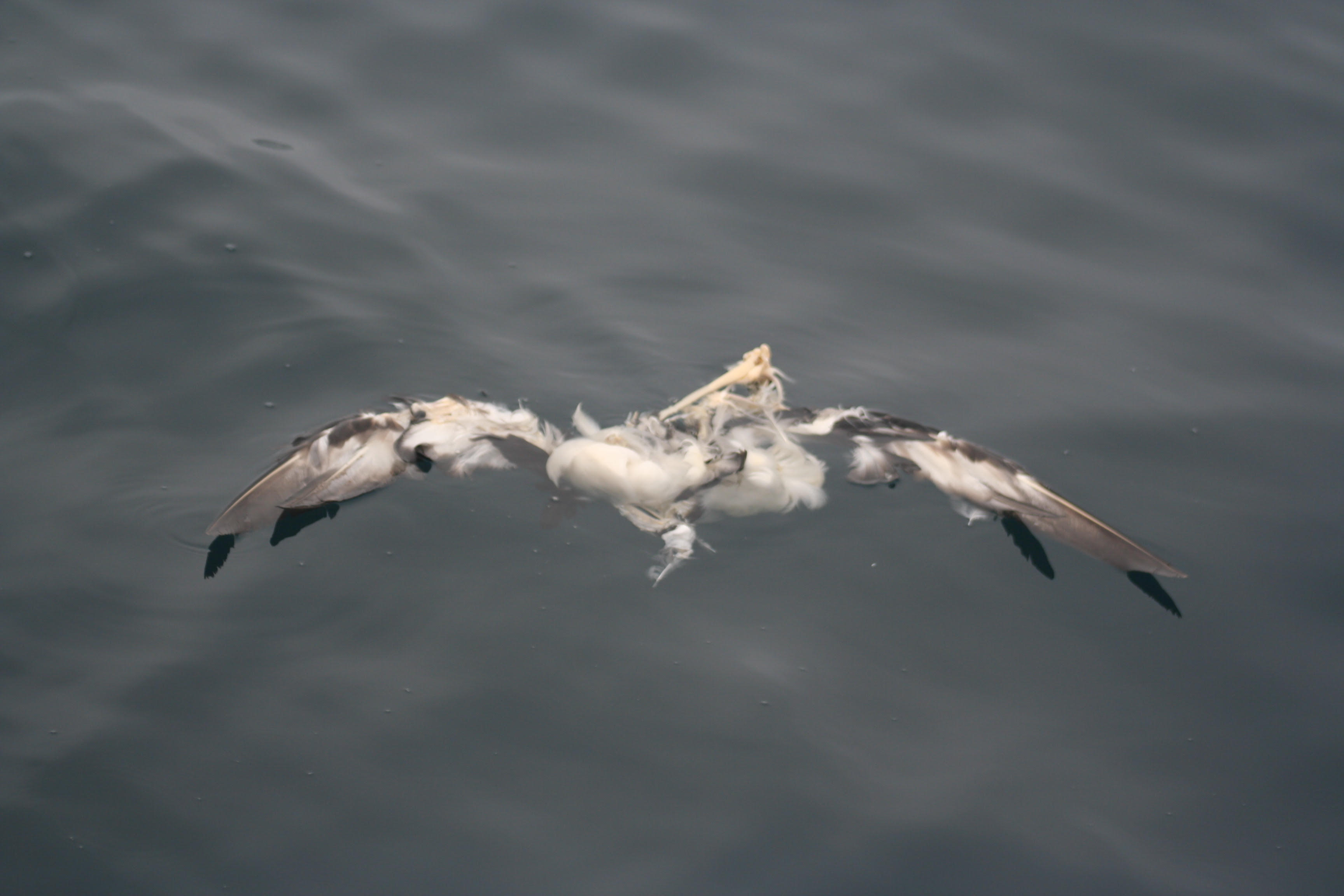 Squid jigger Black browed Albatross corpse Tim Reid 1