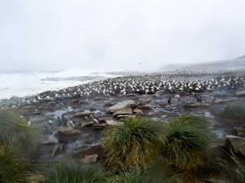 black-browed_albatross_beauchene_storm_1_anton_wolfaardt