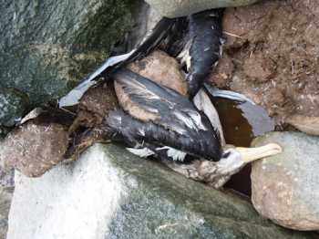 black-browed_albatross_beauchene_storm_2_anton_wolfaardt