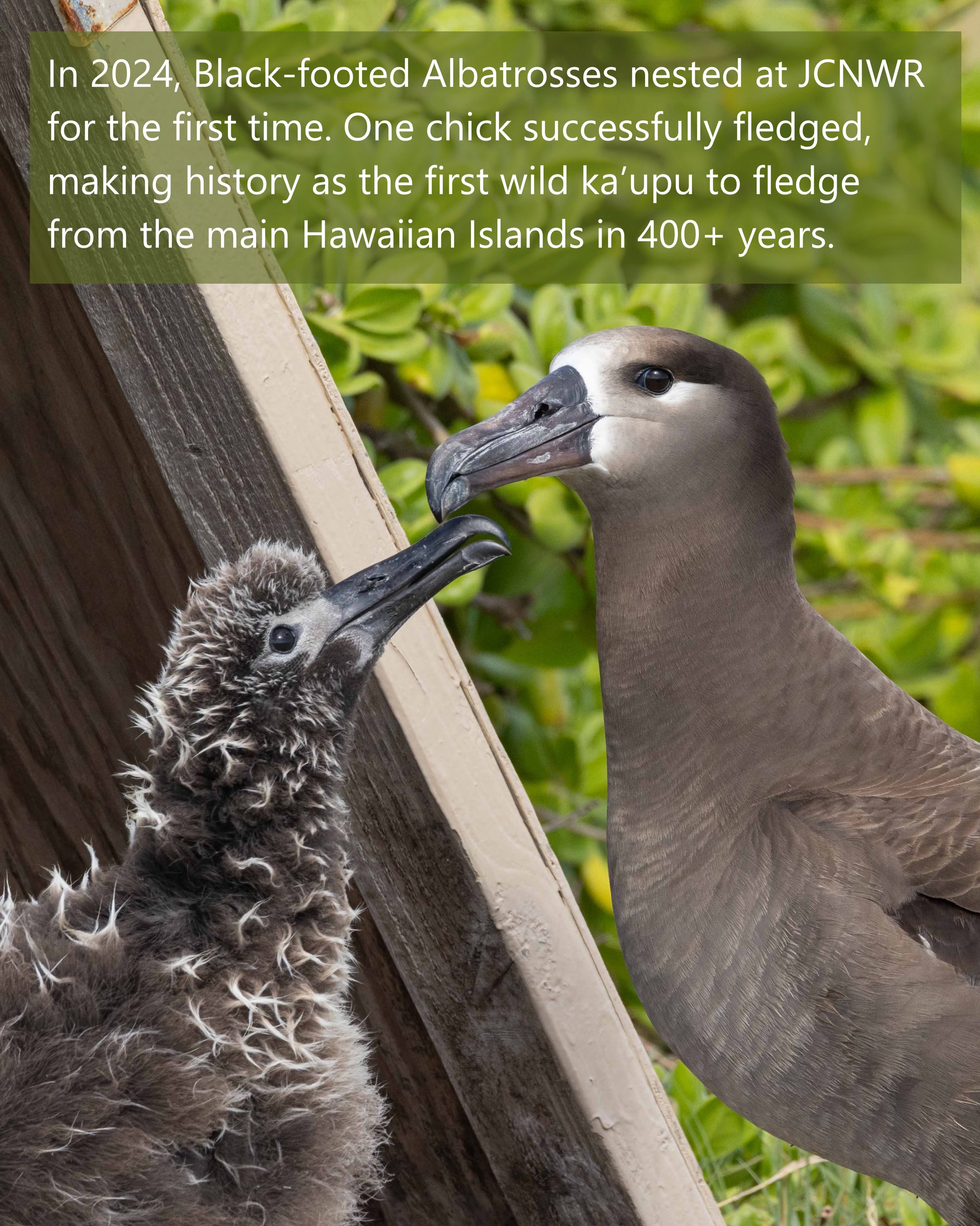 Black footed Albatross James Campbell NWR PRC