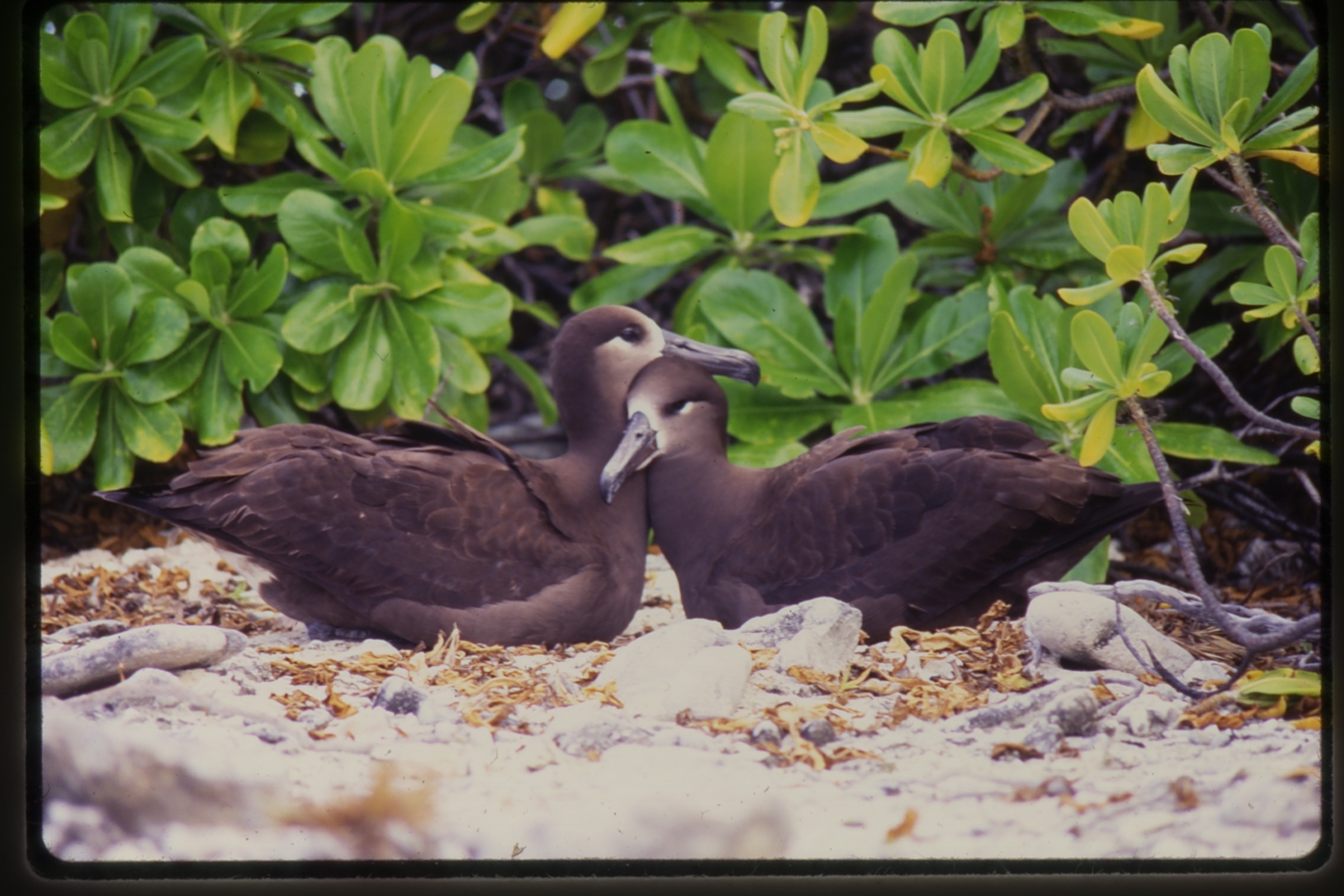 Black footed Albatross pair Wake Atoll Matk Rauzon