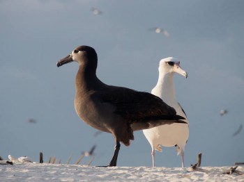 Black footed and Laysan Albatrosses Kure Atoll Conservancy