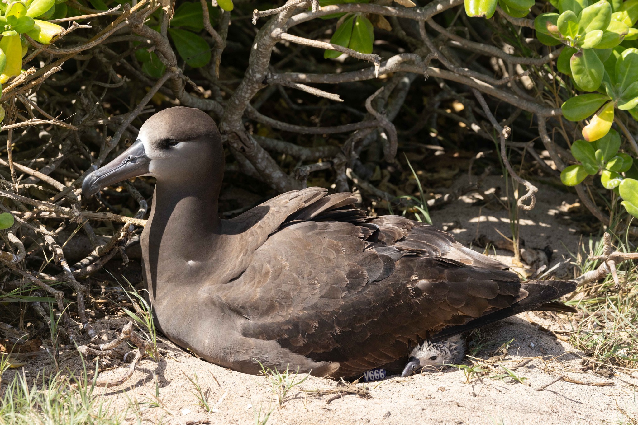Ohau firs time breeder 1