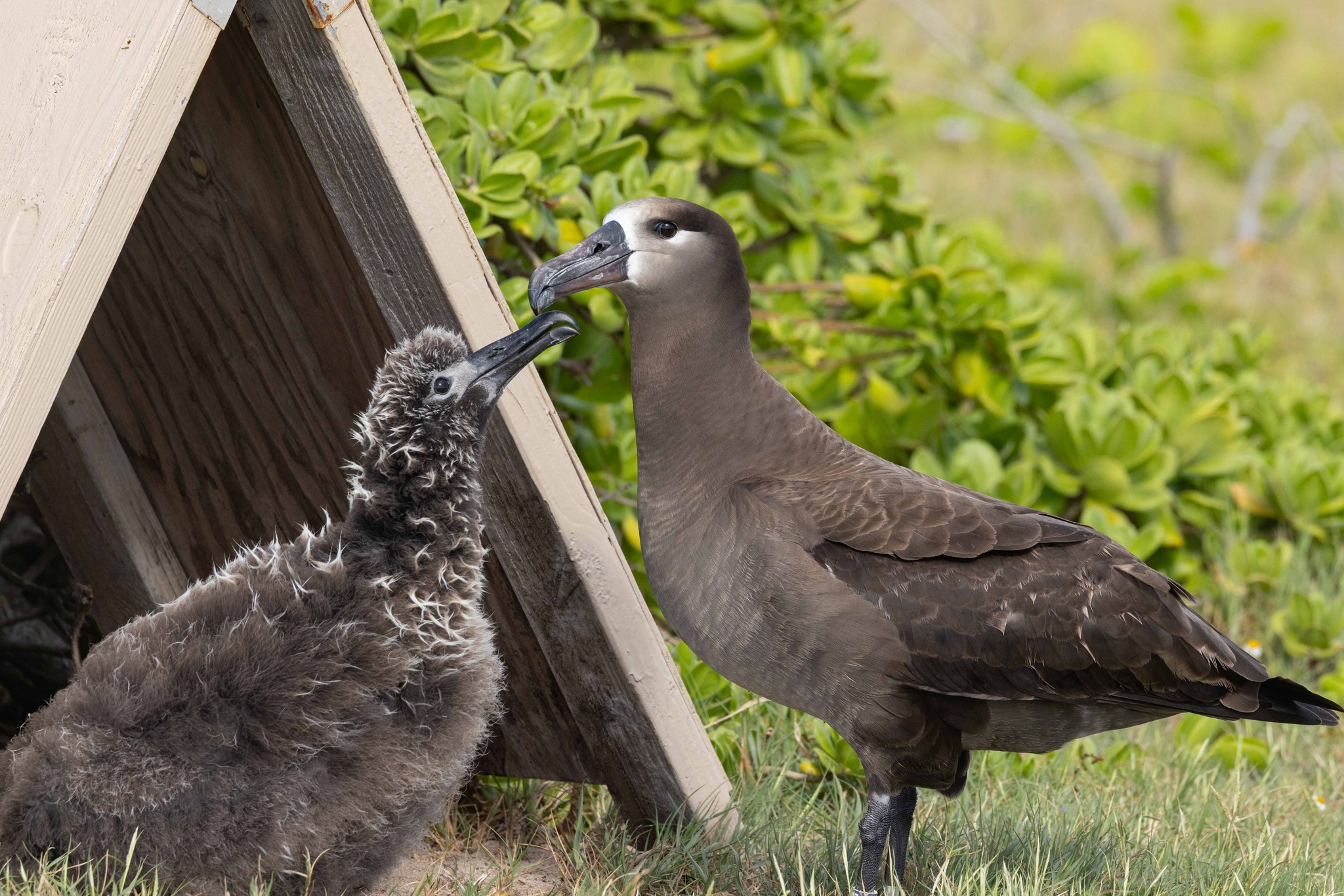 Ohau firs time breeder 3