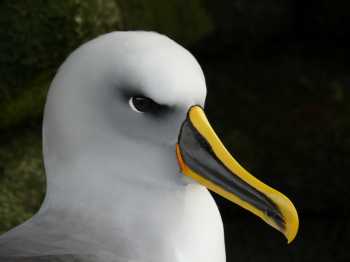 Bullers Albatross The Snares April 2007 Paul Sagar shrunk