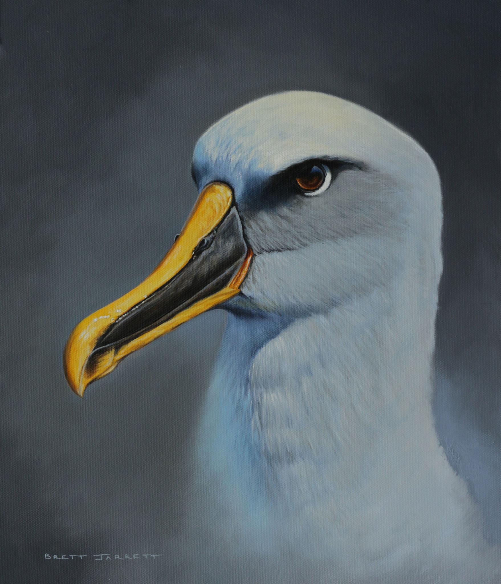 Bullers Albatross. oil on canvas 29 x 34 cm Off Port Fairy Victoria Brett Jarrett