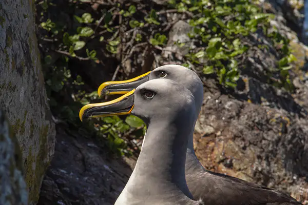 Bullers Albatrosses Rosemary Rock Kevin Parker